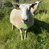 Oppfordring til åpne kveer der det er mulig
