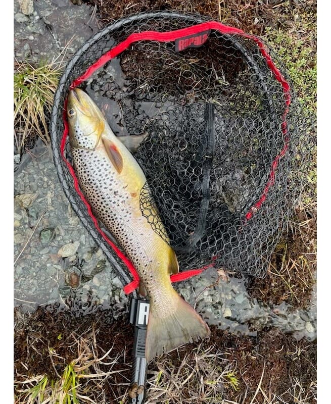Fiskebilde 2026 PESA.jpg